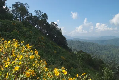 Huai Nam Dang National Park, Trees in the mountains, Thailand — Мехонгсон
